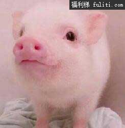 乌克兰小乳猪是什么梗?什么意思