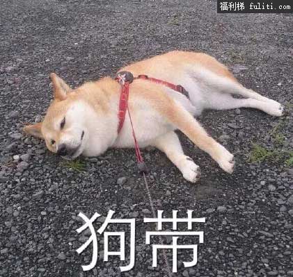 狗带是什么意思什么梗?女生说狗带是什么意思