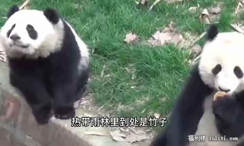 什么动物一天拉好几次屎?一天排便40次的动物是什么
