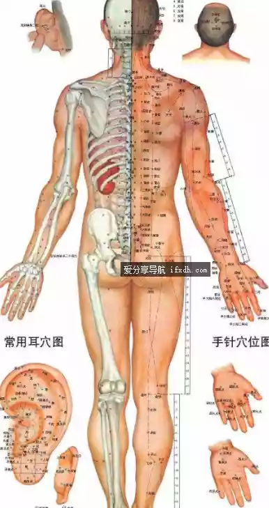 53 张最全高清人体穴位图 穴位图解大全（完整版）